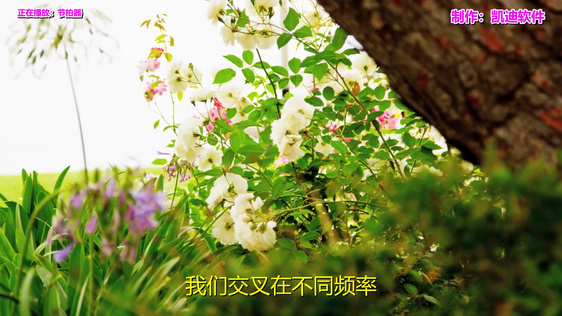 《节拍器》欣赏,结婚微视频mv自己制作哔哩哔哩bilibili