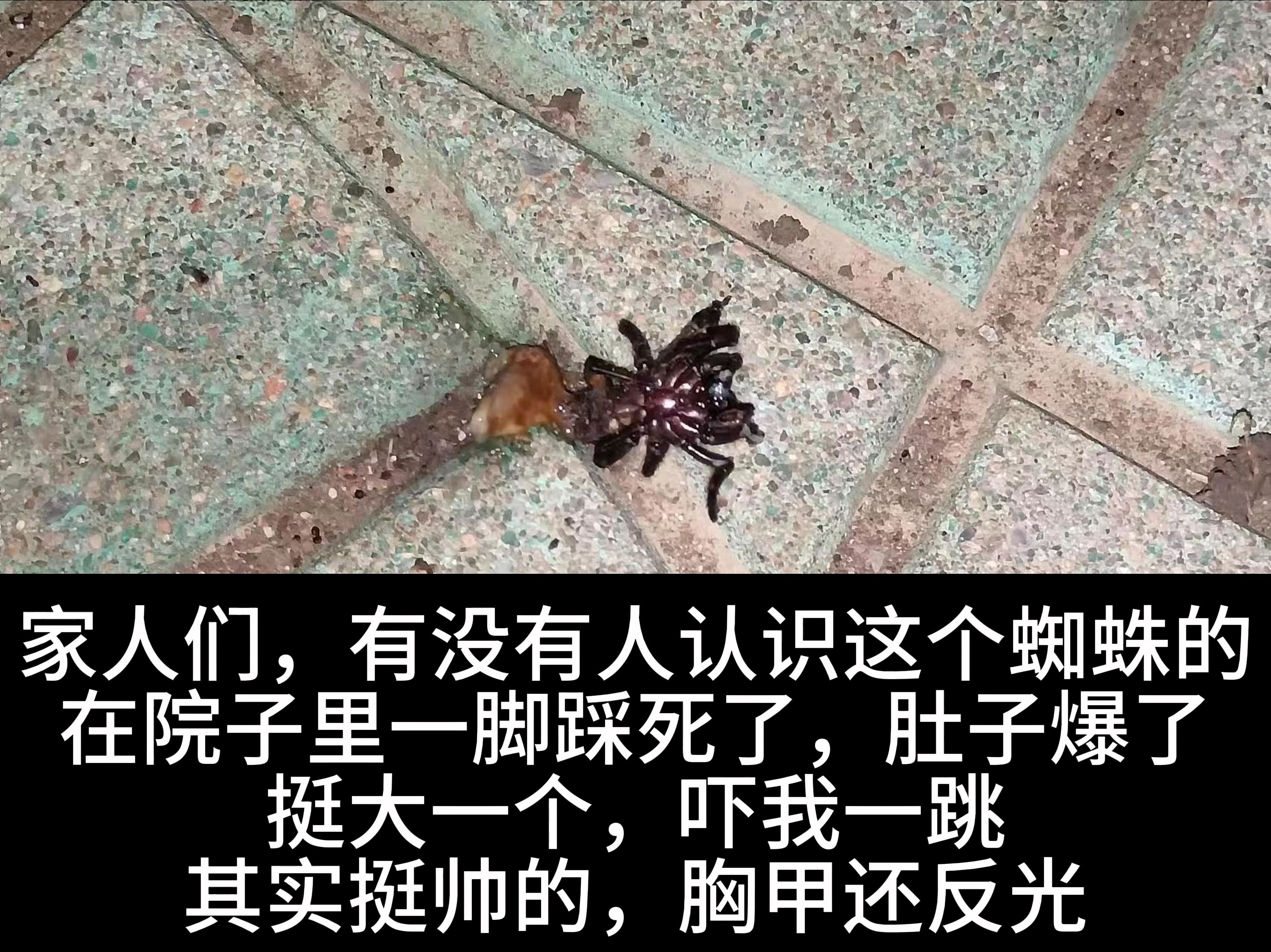 蜘蛛磁力不能用了=蜘蛛磁力怎么打不开了