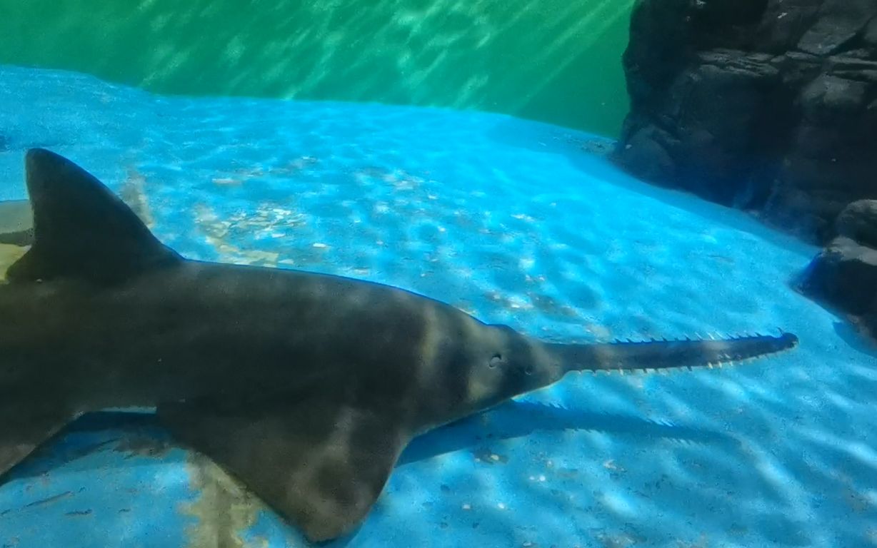 [图]上海海洋水族馆之旅