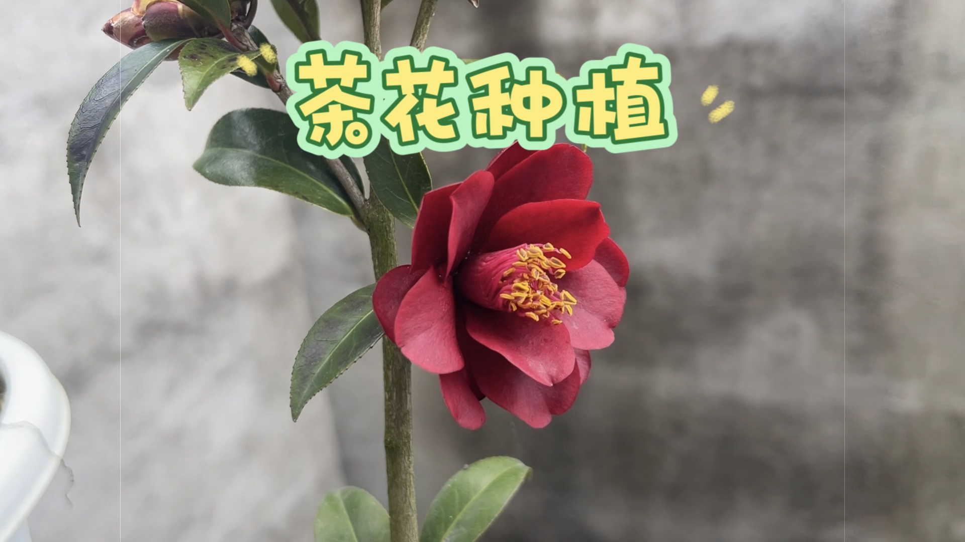 一年时间,阳台盆栽茶花种植方法全过程哔哩哔哩bilibili