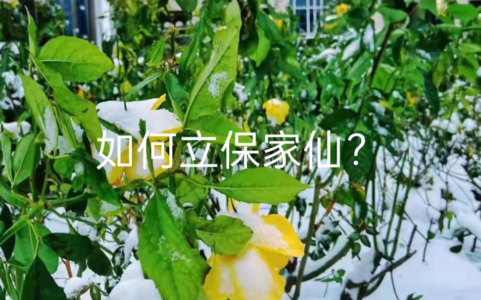 如何立保家仙?哔哩哔哩bilibili