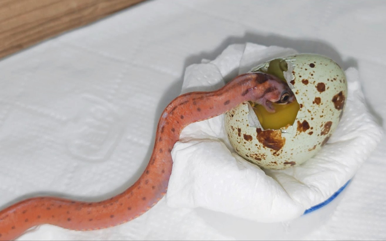 无鳞台湾小头蛇,迫不及待想尝尝小笨蛋