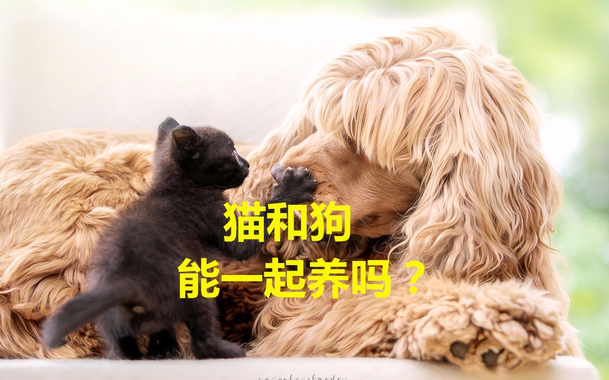 猫和狗能一起养吗?铲屎官注意这几个问题,猫狗就可以和谐相处哔哩哔哩bilibili