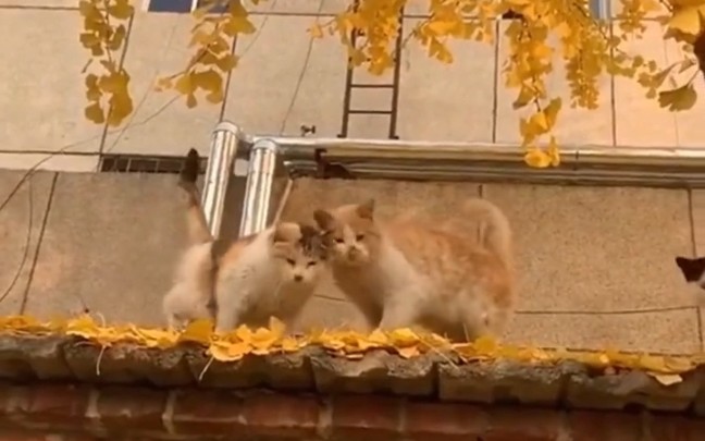 [图]猫 生 百 态 !