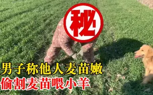 Télécharger la video: 男子偷割他人麦苗喂羊，民警：这可是粮食，你不知道啊