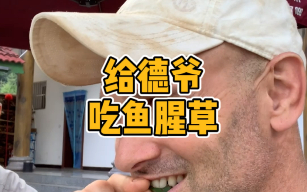 请德爷吃鱼腥草!哔哩哔哩bilibili