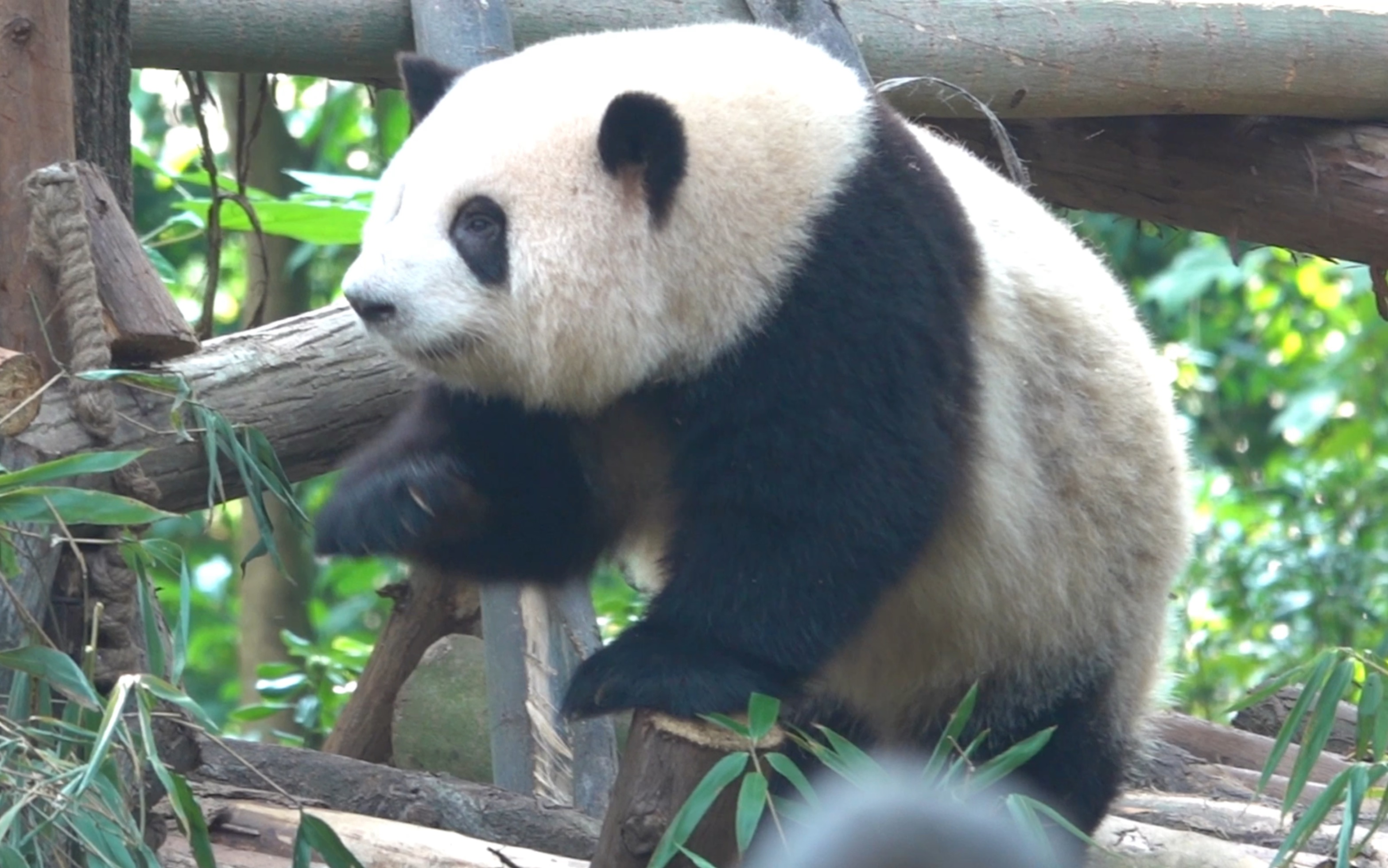 10.22快来看花花的大长腿,又长又直98