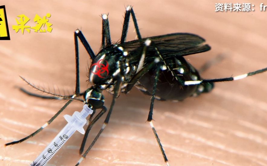 蚊子是怎么把尖嘴戳进我们肉里的?