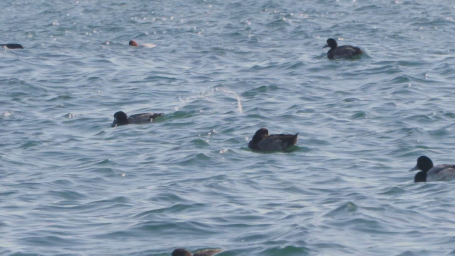 鸭子为什么会游泳