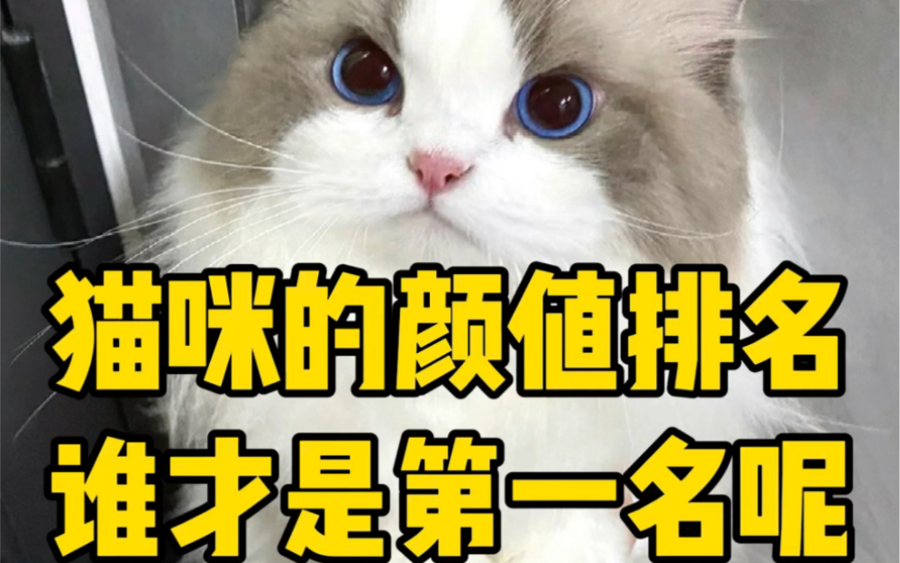 猫咪的颜值排名谁才是第一名呢?哔哩哔哩bilibili