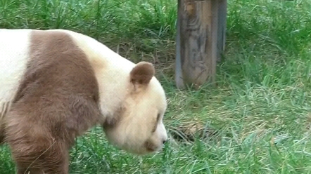 熊猫七仔怕是熊猫圈里心思最多的一个国宝了,眼珠子转来转去也不知道天天寻思啥呢哔哩哔哩bilibili