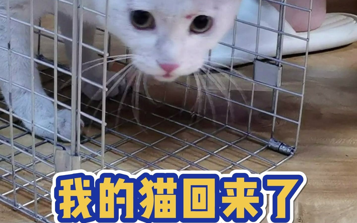 我的猫回来了哔哩哔哩bilibili