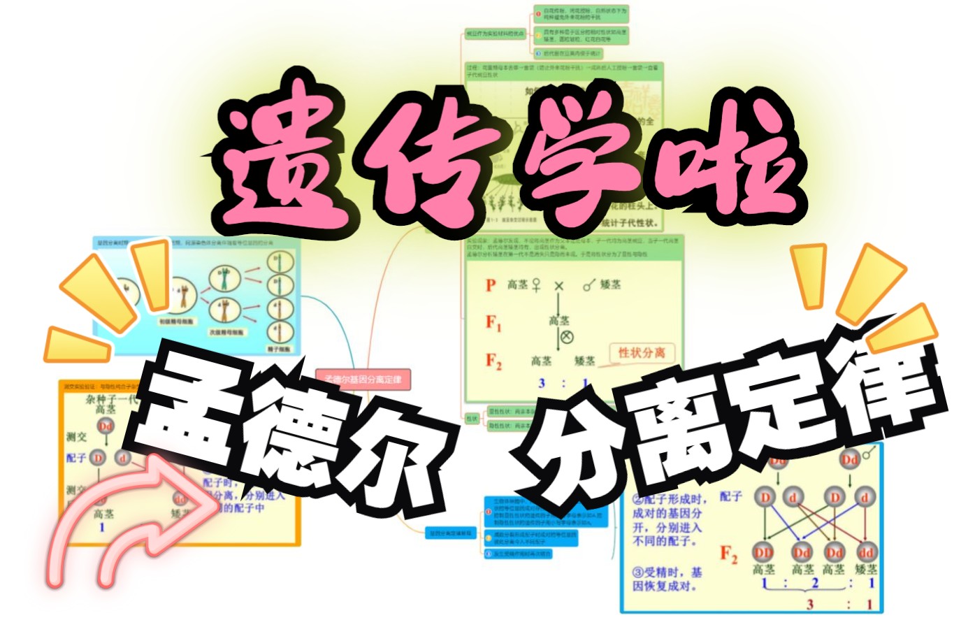 [图]孟德尔基因分离定律思维导图