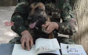 【军犬胜火学习篇】太真实了，像极了背不下书的我！