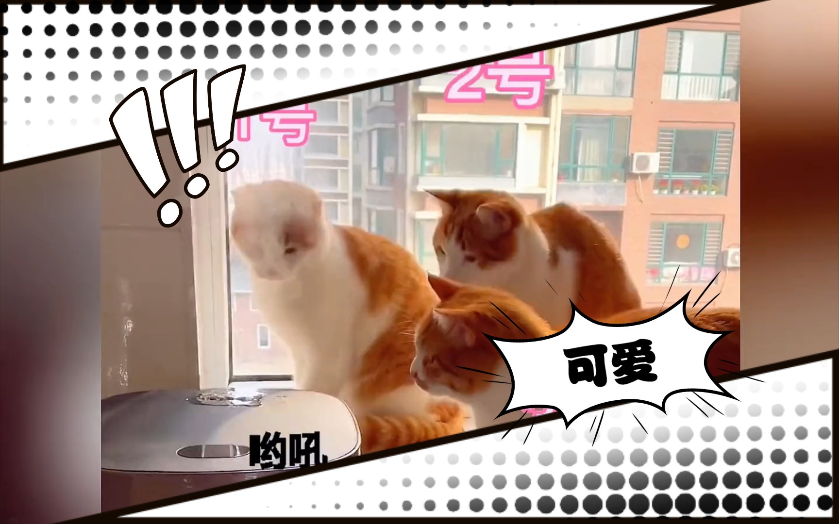 可爱猫咪哔哩哔哩bilibili