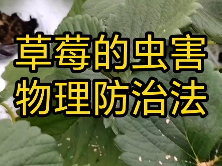 草莓的虫害物理防治法哔哩哔哩bilibili