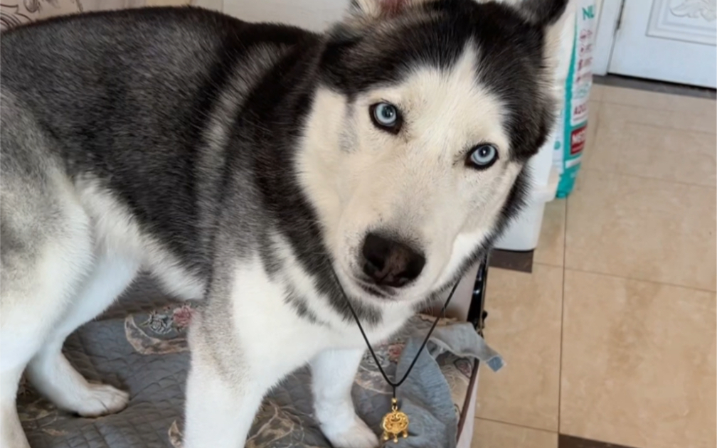 二哈:连狗的东西你都抢,真是太无耻了