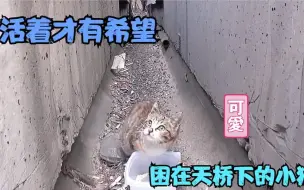 Download Video: 流浪猫救助，救助一只被困在高速公路下的小猫，小猫很坚强