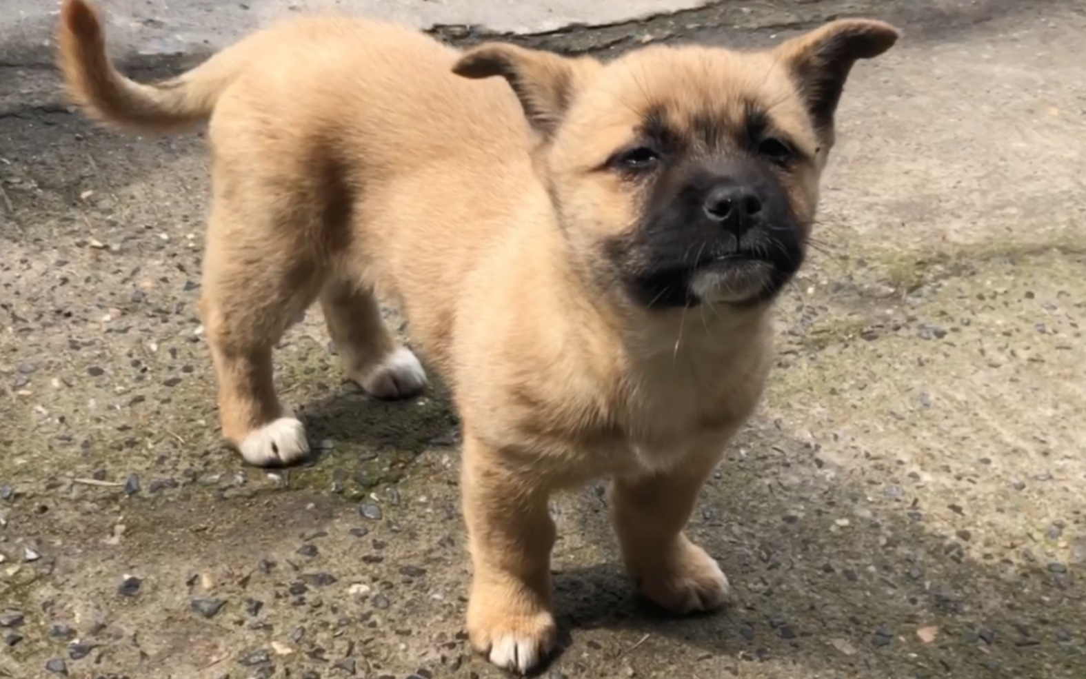 愁眉苦脸的狗狗