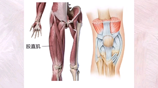 膝痛之股直肌解剖、激痛点及自我牵伸!哔哩哔哩bilibili