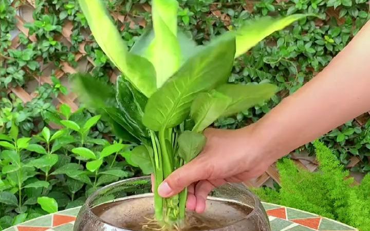 【水培植物】玛丽安哔哩哔哩bilibili