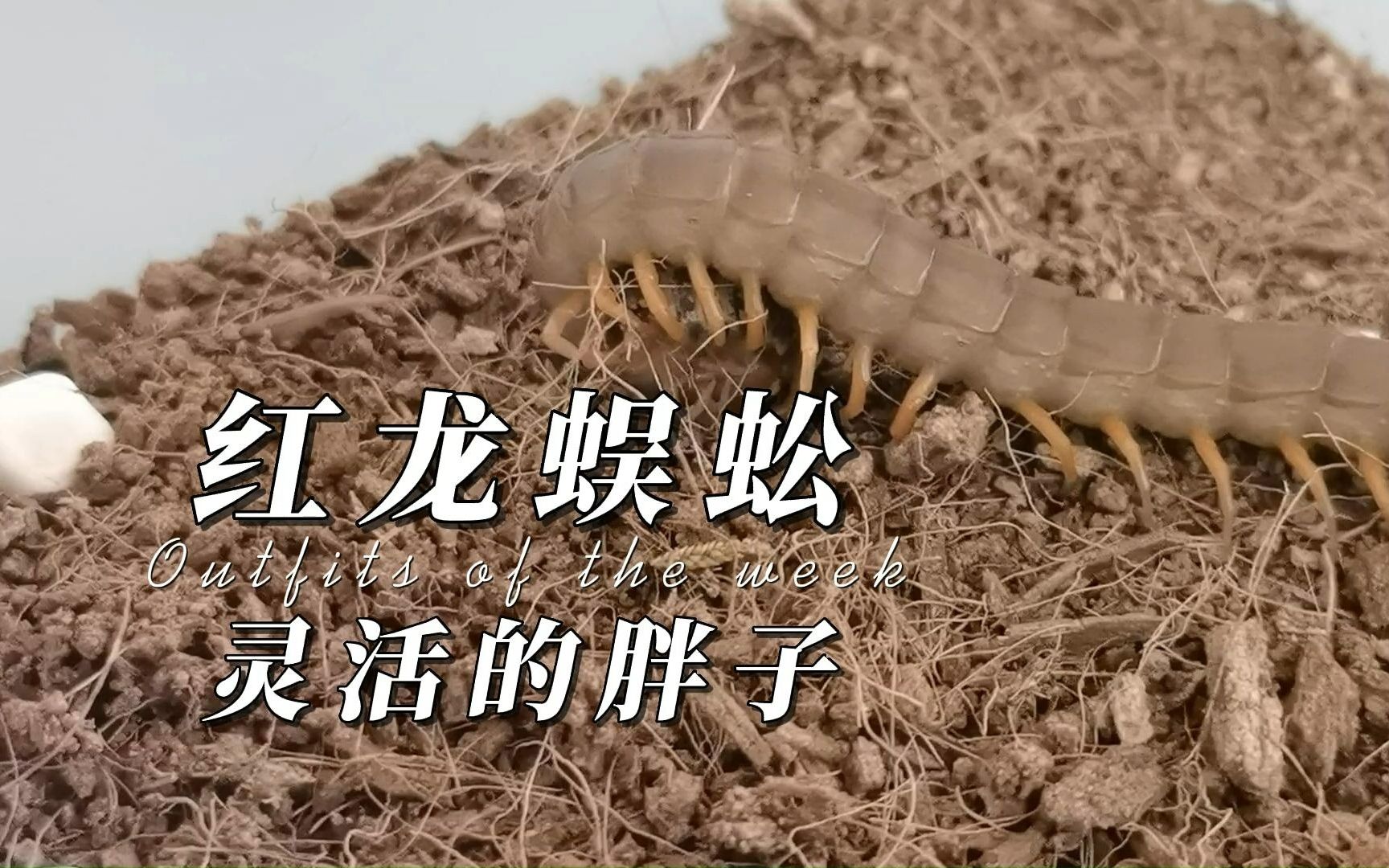 红龙蜈蚣苗子,肥硕的身躯丝毫无法减慢我捕食的速度