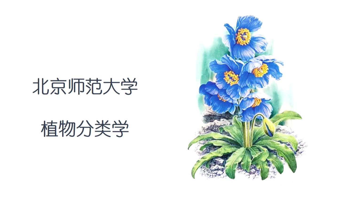 【北京师范大学】植物分类学哔哩哔哩bilibili