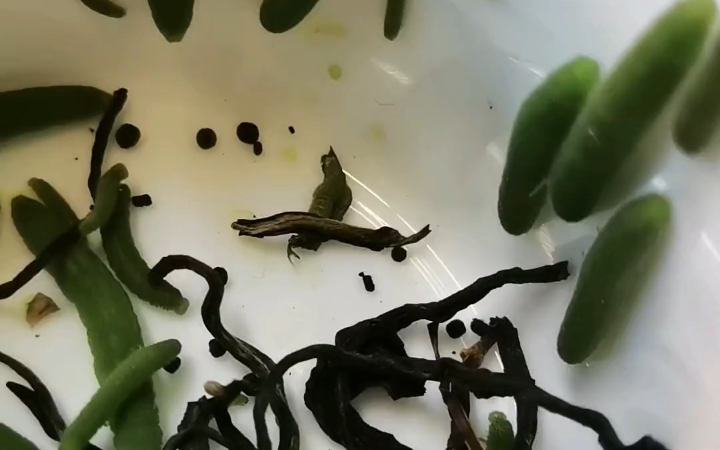 还有猫咪围观主人打老鼠!没见过吧老铁们哈哈哈