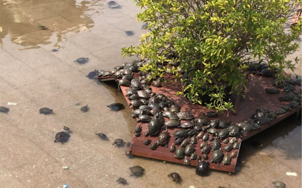 深圳宝安凤凰山放生池喂龟