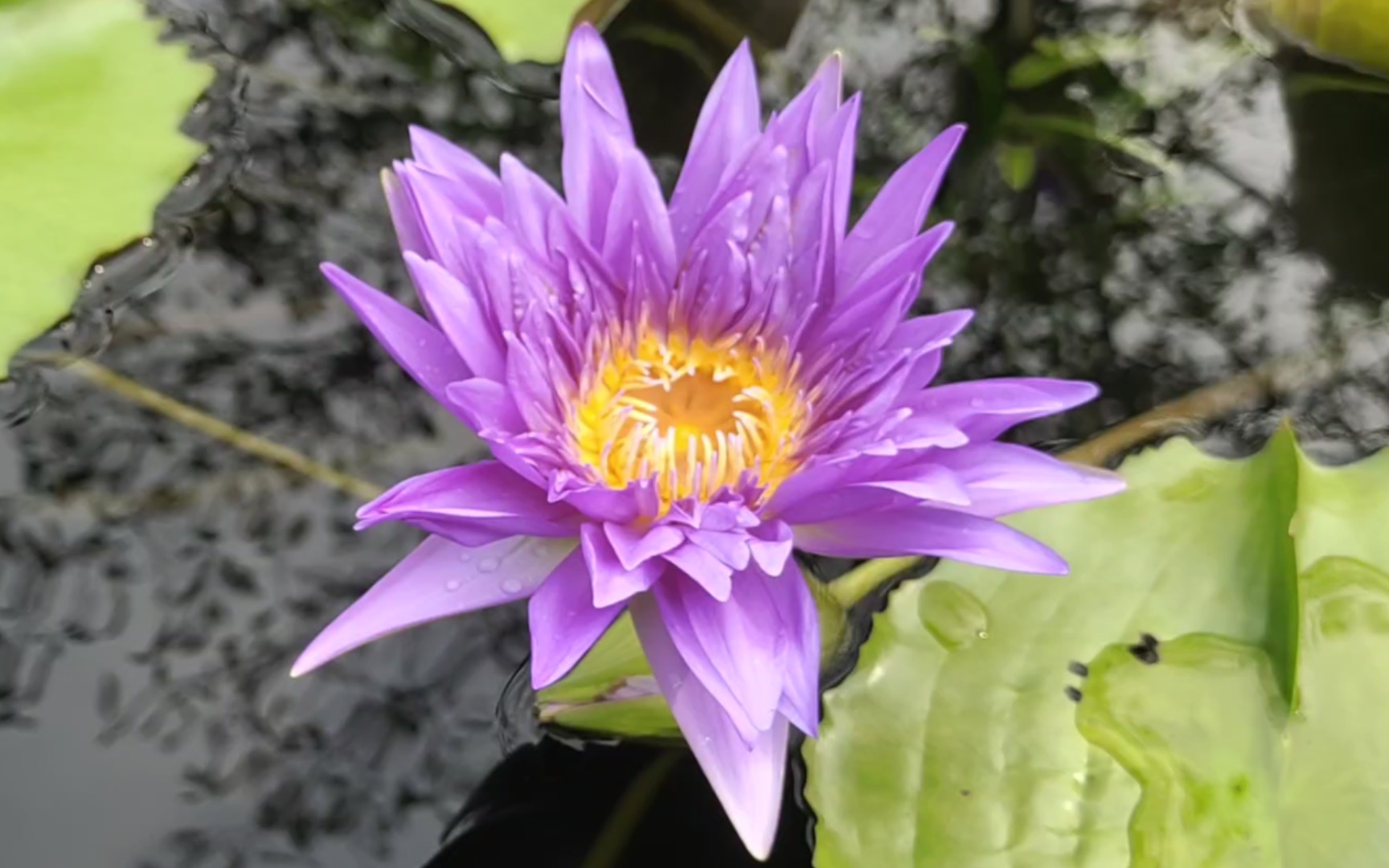 拉萨米睡莲,泰国国王睡莲