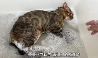 Download Video: “翻新洗护一位胆小的豹猫小朋友 洗到后面都躺下了！”