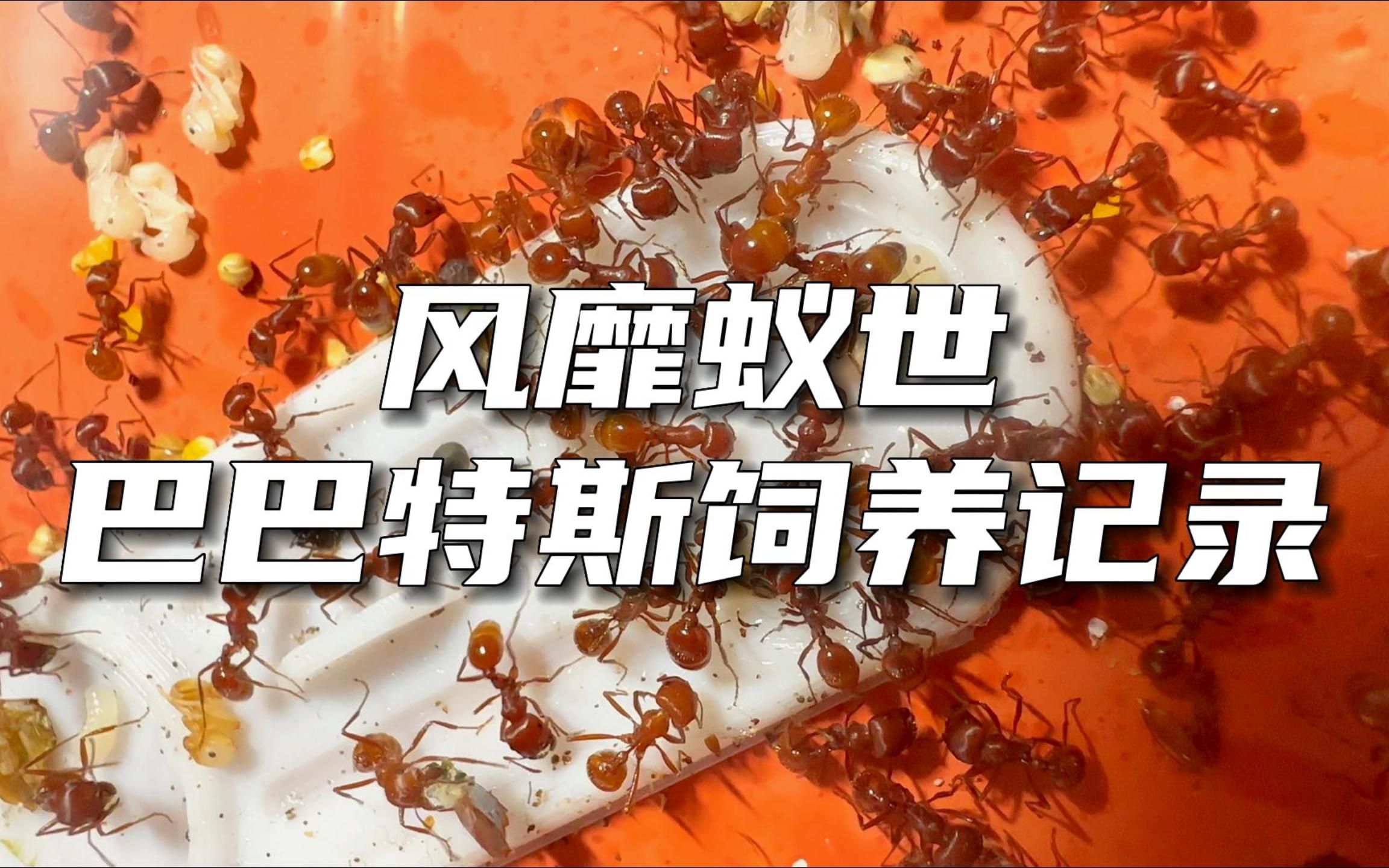 【风靡蚁世】巴巴特斯红胡须蚁饲养记录0