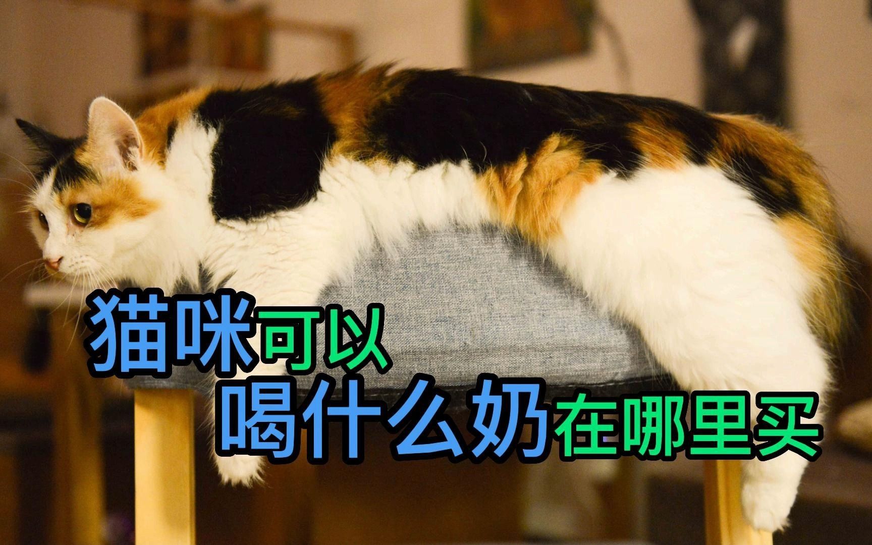 猫咪可以喝什么奶在哪里买哔哩哔哩bilibili