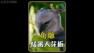角雕-哔哩哔哩_Bilibili