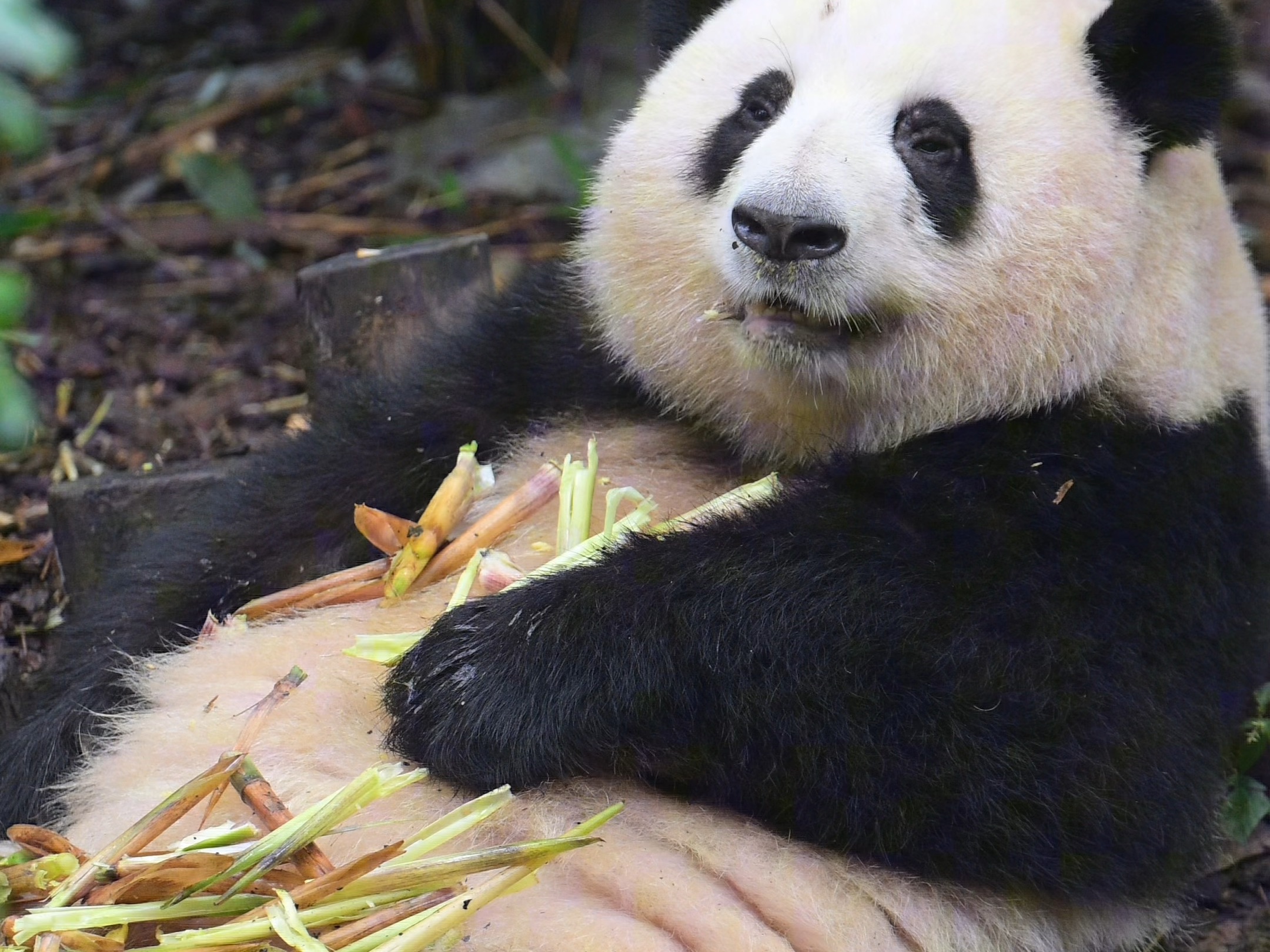 10月6日,排了两小时,花花你好啊.哔哩哔哩bilibili