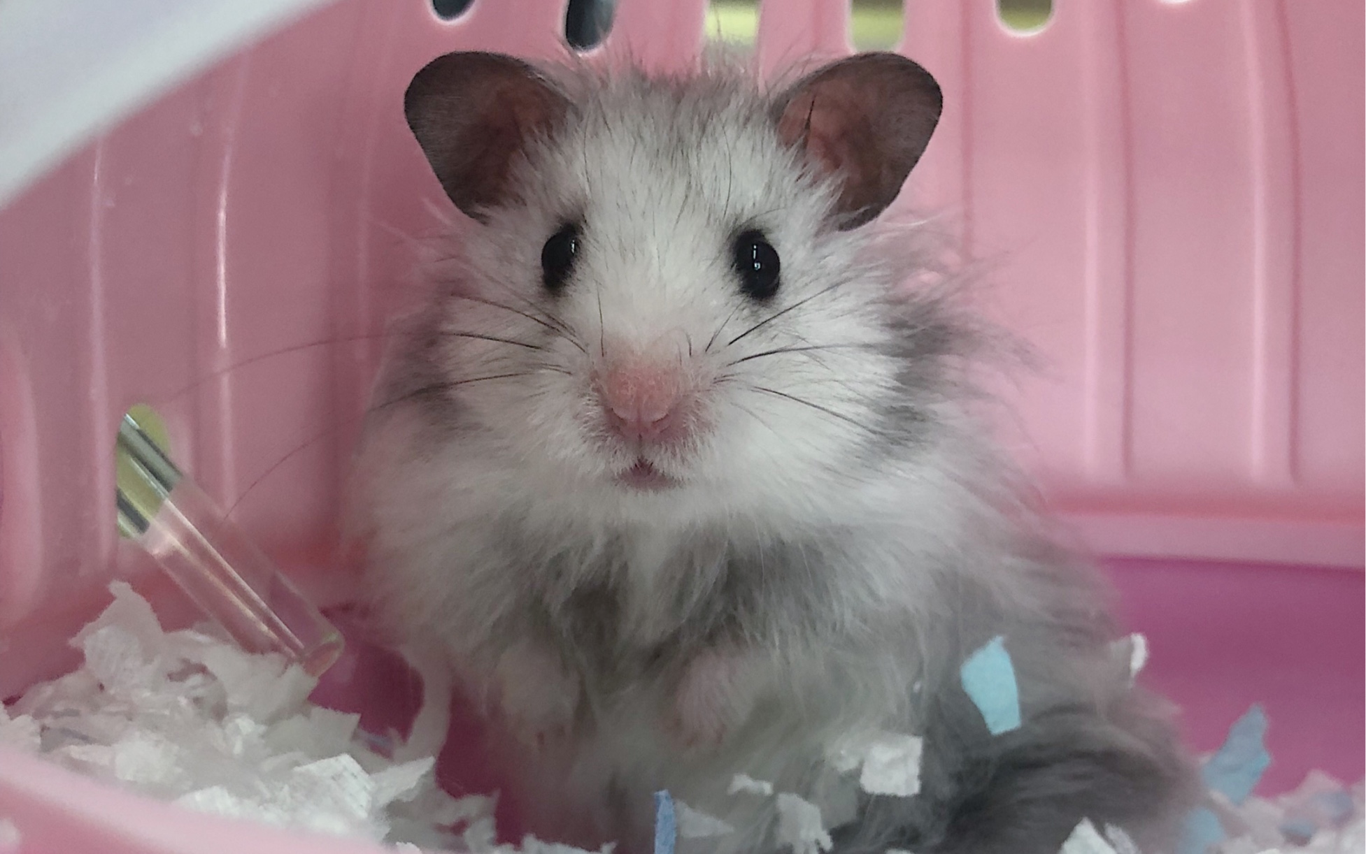 【金丝熊】周末洗个60基笼~巨蛋弟弟的仙女窝_哔哩哔哩 (゜-゜)つロ