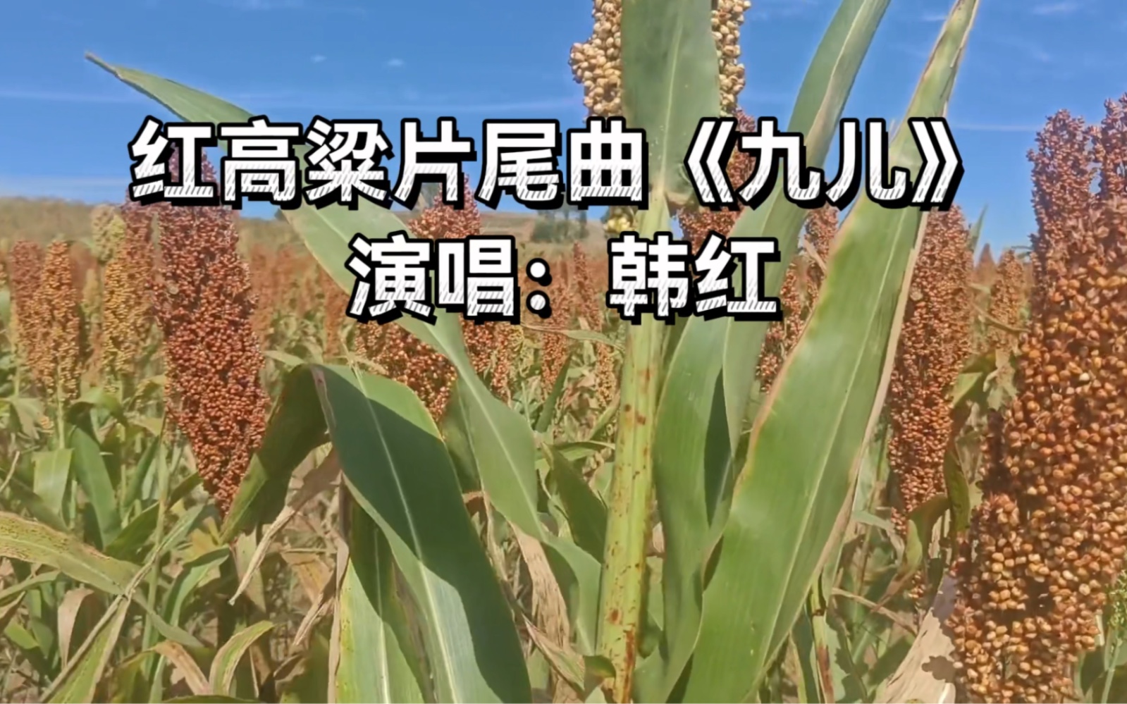红高粱歌曲九儿原唱(红高粱歌曲九儿原唱韩红mp3)