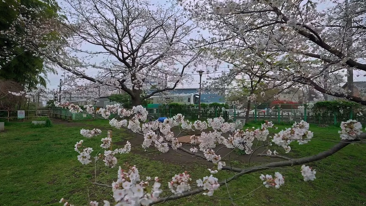 【4K超清】4月春季漫步游日本东京多摩地区城市 小平市 盛开的樱花 拍摄日期:2024.4.5哔哩哔哩bilibili