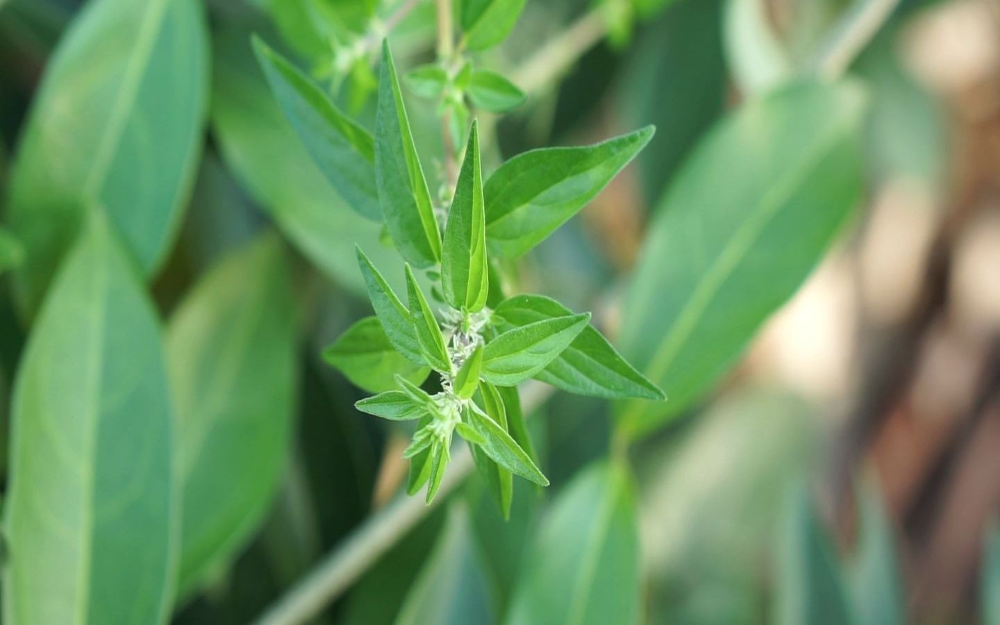 山野常见植物--雾水葛(荨麻科)