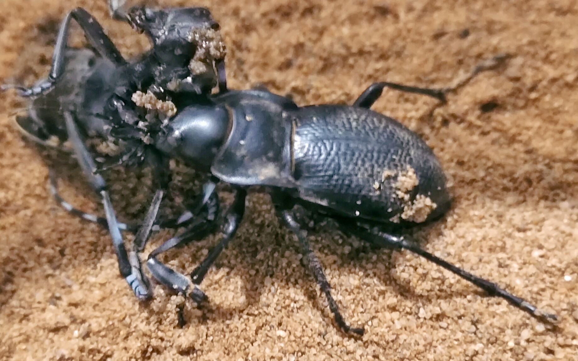 锥步甲捕食星天牛