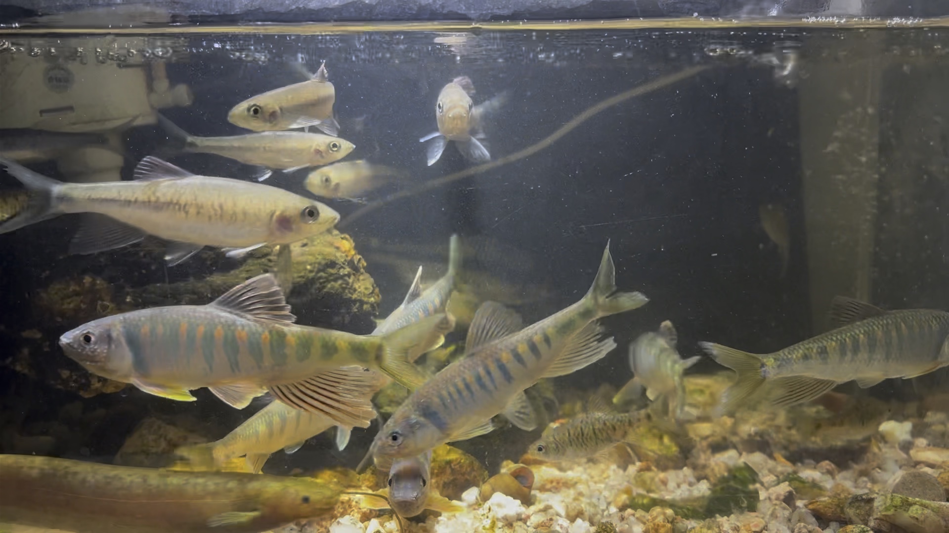 号称中国最美原生鱼