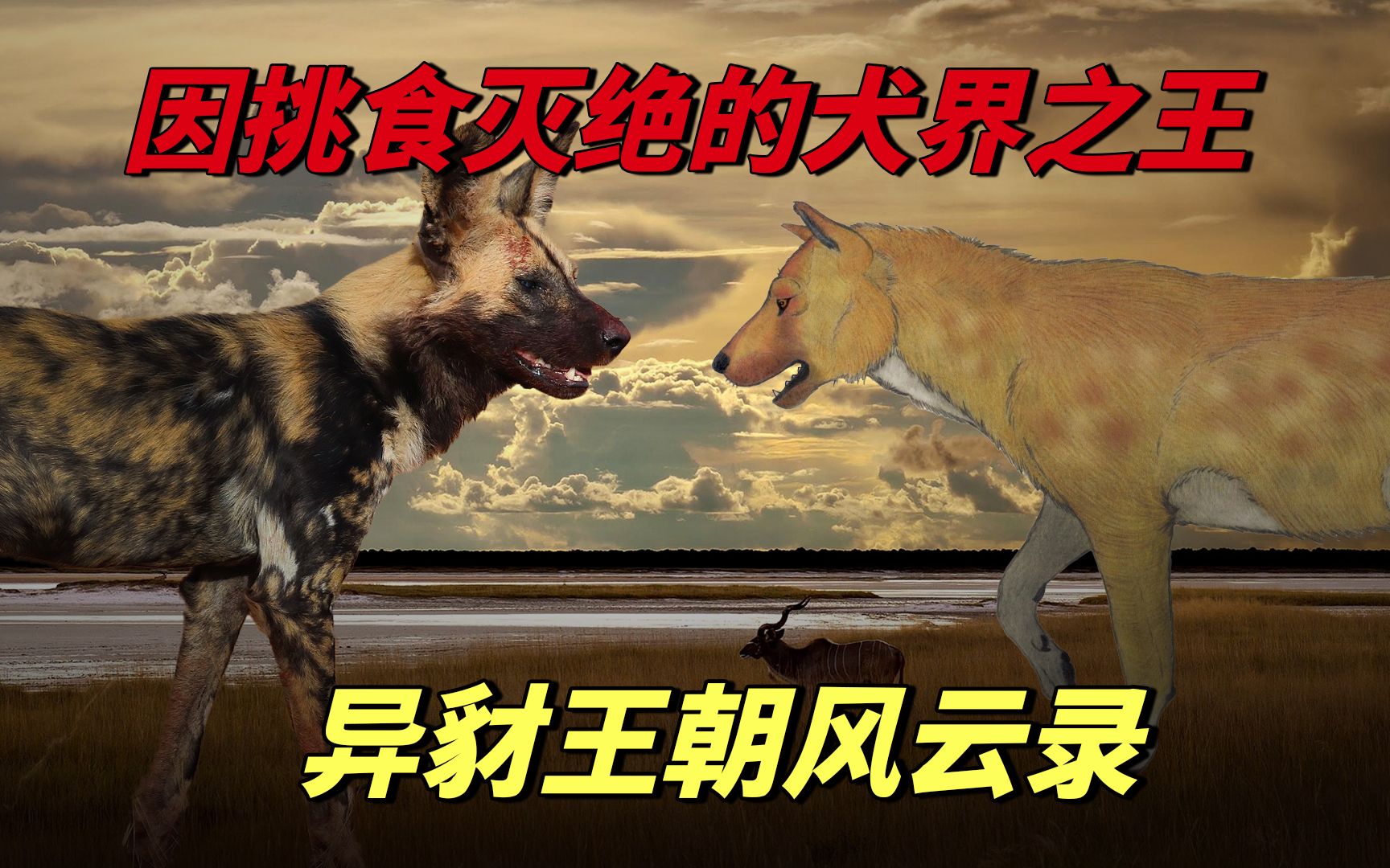 非洲野犬祖先,力抗剑齿虎硕鬣狗,称雄200万年,竟因挑食而灭绝哔哩哔哩bilibili