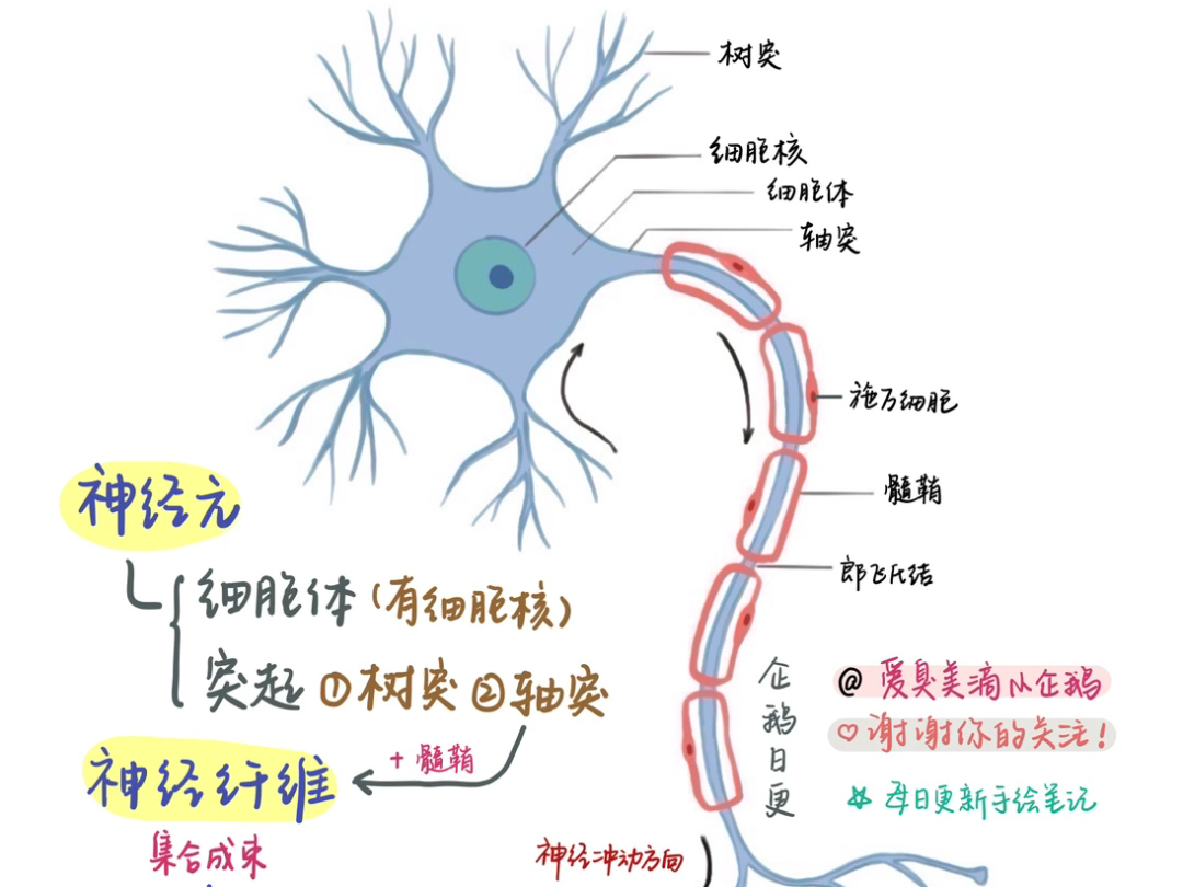 神经元结构图(红薯每日更新:爱臭美滴小企鹅)哔哩哔哩bilibili