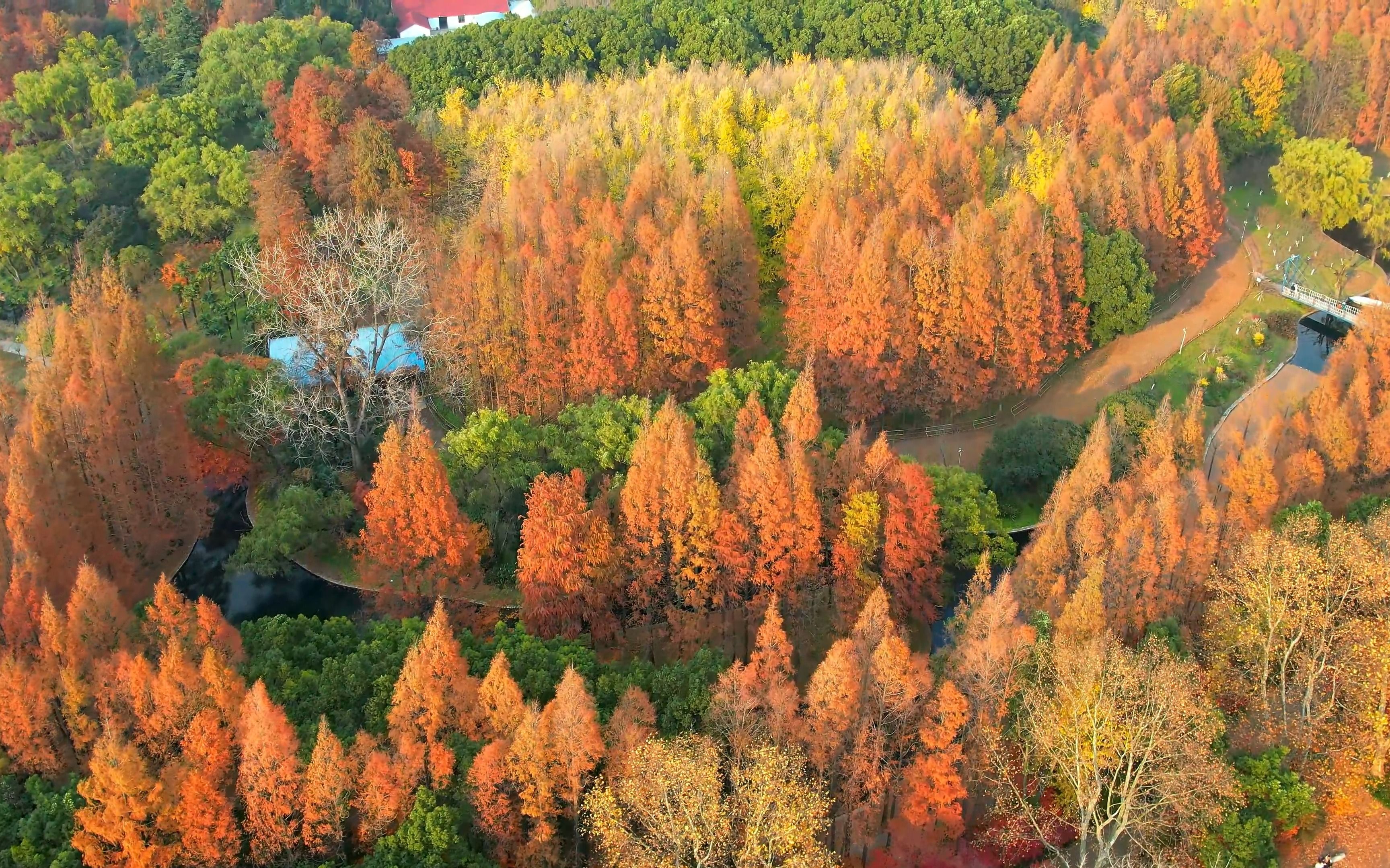 寒木春华,共青森林公园航拍,最美秋景