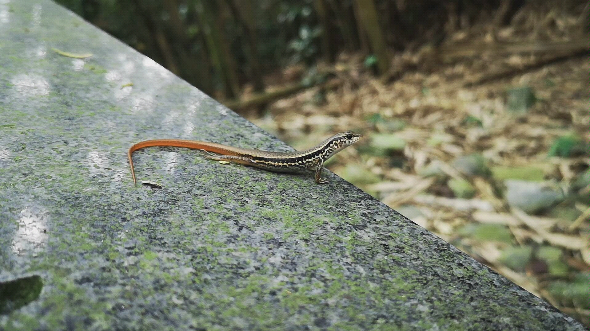 台湾野生小蜥蜴