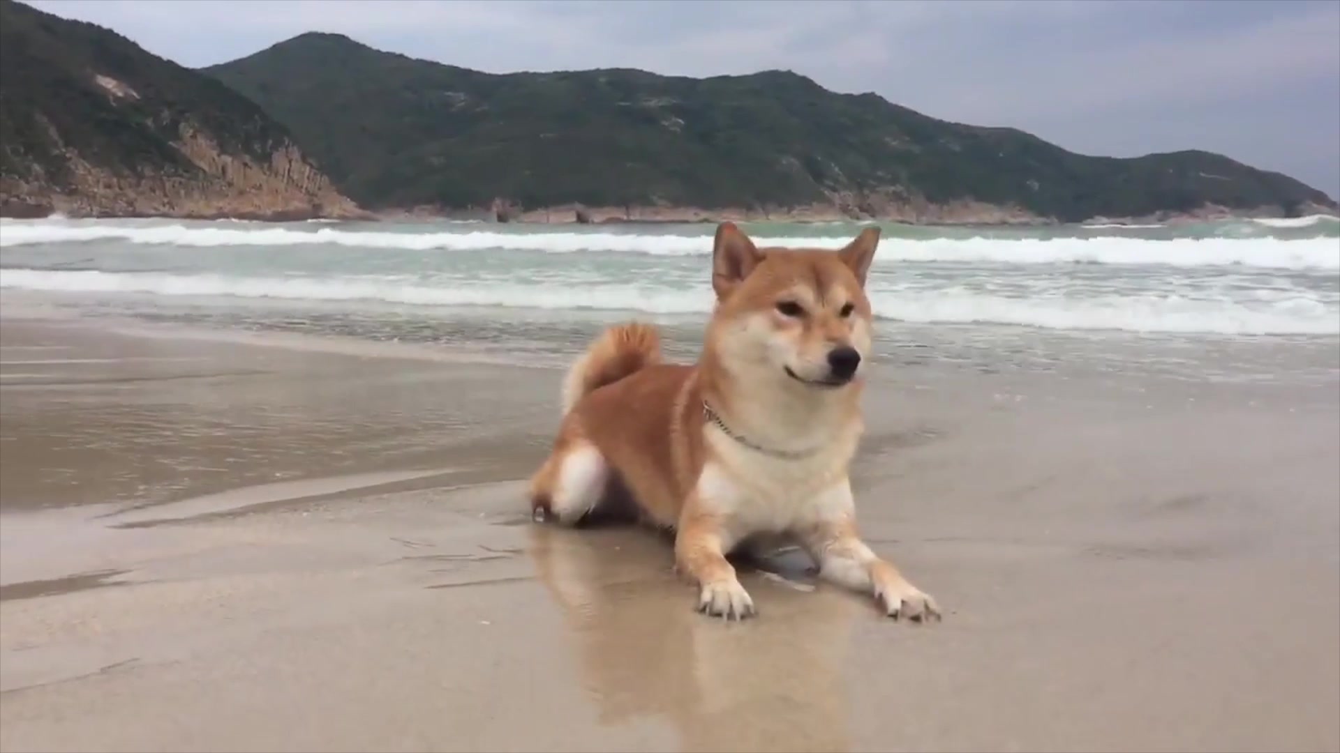 柴犬带着墨镜在沙滩上面度假很享受,沙浴游泳看起来很解压