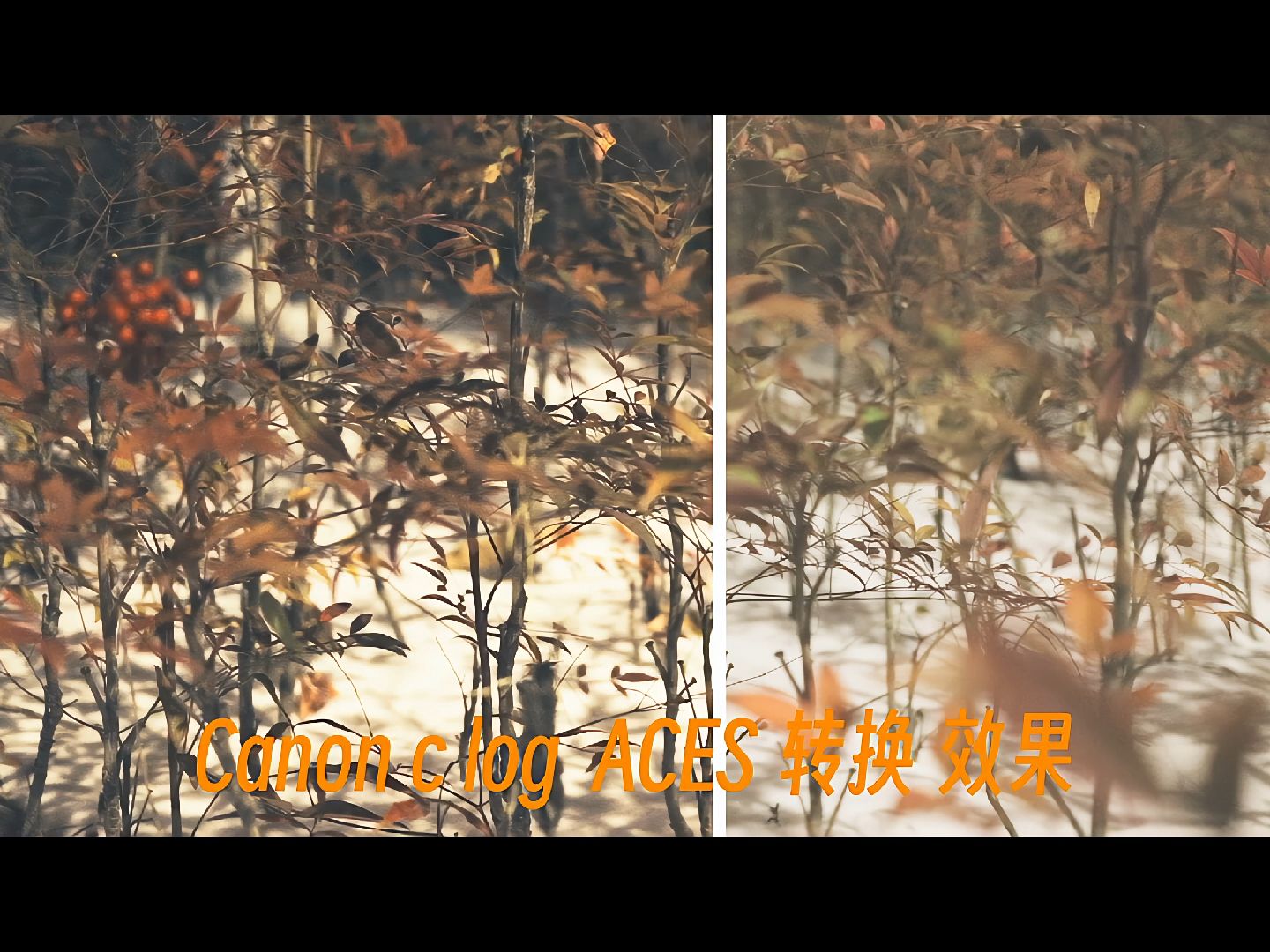 【龙行龘龖】佳能 clog 转 2383 方式对比