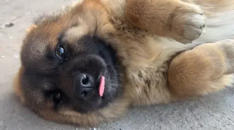 天照天天的动态-哔哩哔哩