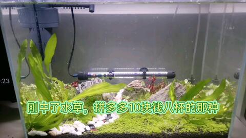 刚中了水草 希望能挺一段时间 哔哩哔哩 刚中了水草 希望能挺一段时间 哔哩哔哩