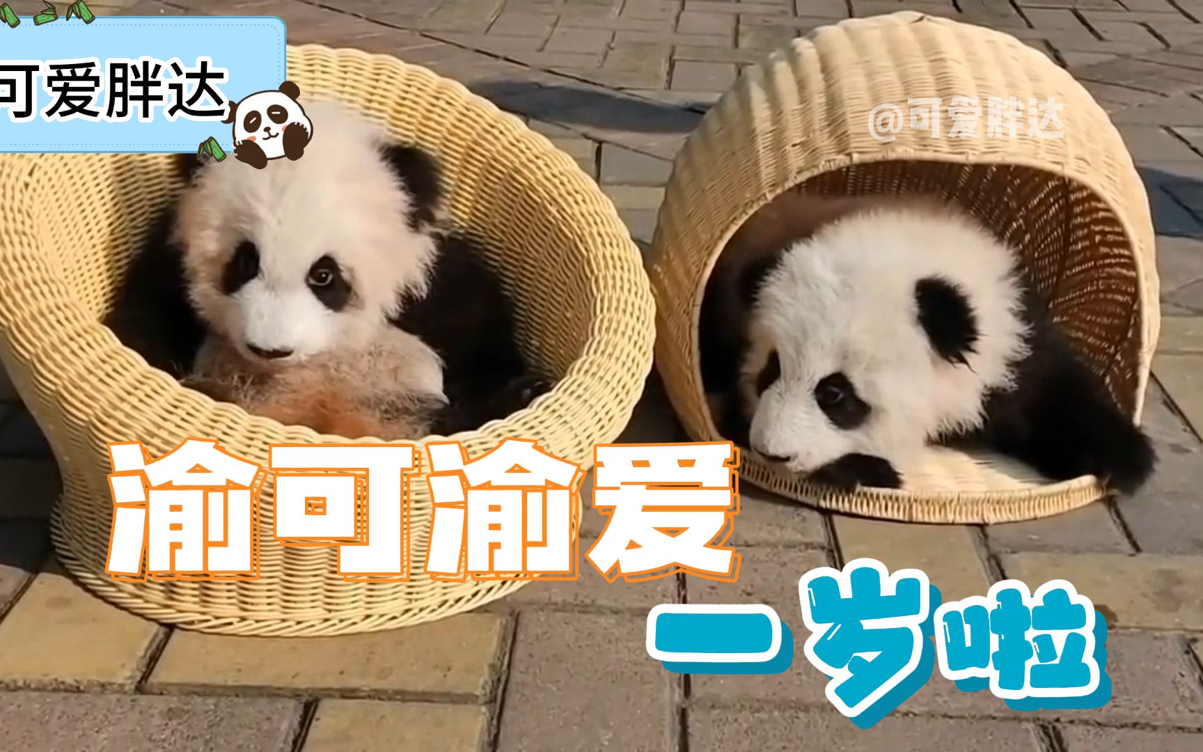 重庆动物园大熊猫渝可渝爱，今天满一岁啦！-可爱胖达panda-可爱胖达panda-哔哩哔哩视频